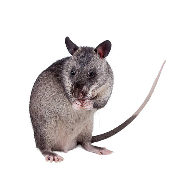 istock Gambian pouched rat, 3 month old, on white 547425068