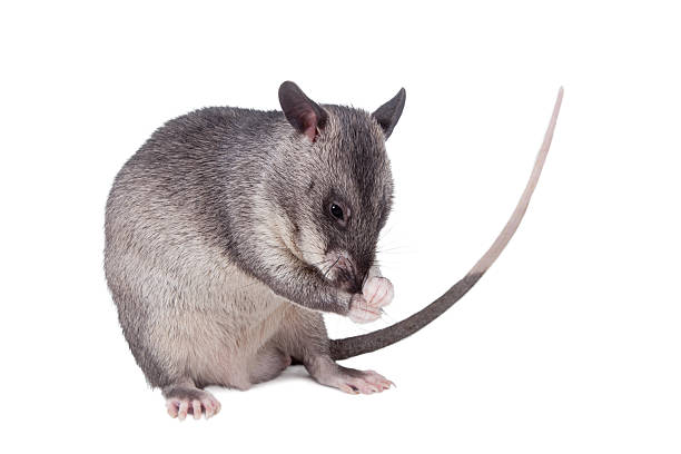 istock Gambian pouched rat, 3 month old, on white 547425132