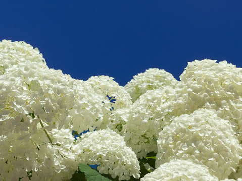 European garden flowers in july. Blossoms of a hydrangea arborescens in the shape of creamy white globes like snowballs. Clear blue sky in the background.