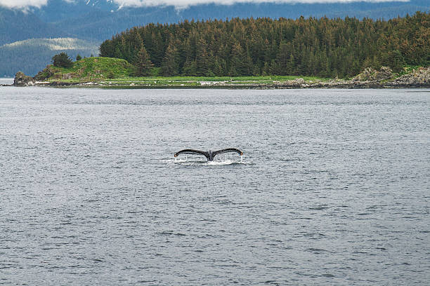 istock Humpback Whale Diving in Alaska 547427960