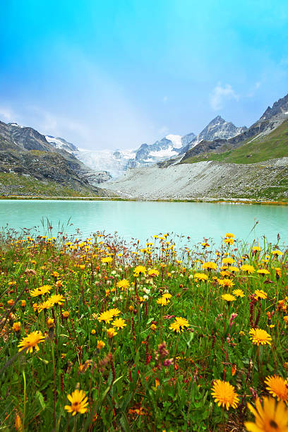 lac chateaupre au glacier moiry dans les montagnes suisses - alpine flower photos et images de collection