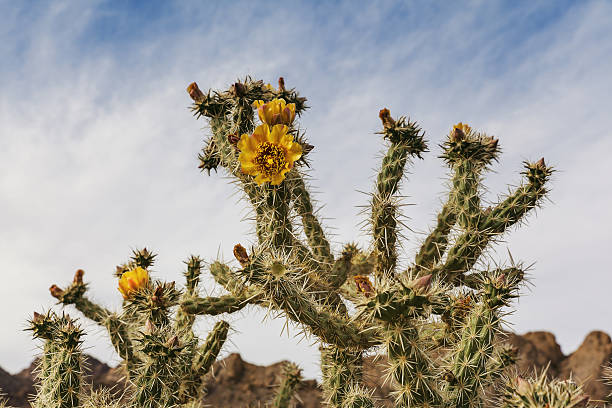 istock Blooming cactus in desert, southern Nevada 547429230