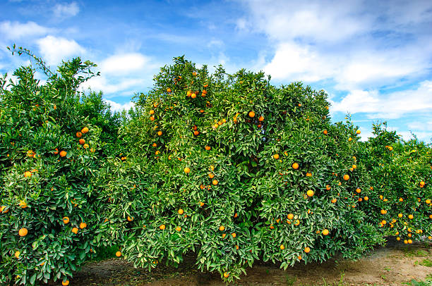 istock Orchard of Navel Orange Trees 547430258