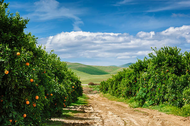 Orchard of Navel Orange Trees Orchard of navel orange trees with ripening oranges still on trees. navel orange photos stock pictures, royalty-free photos & images