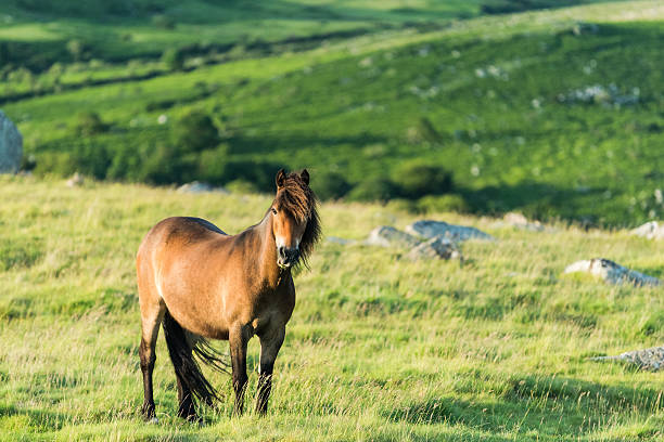 wild horse grazing and looking at camera