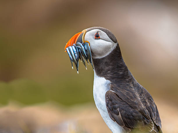 istock Puffin with beek full of sandeels 547431512