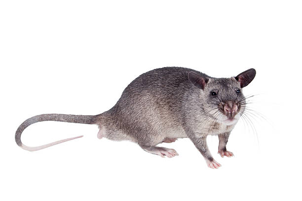 istock Gambian pouched rat, 3 month old, on white 547431526