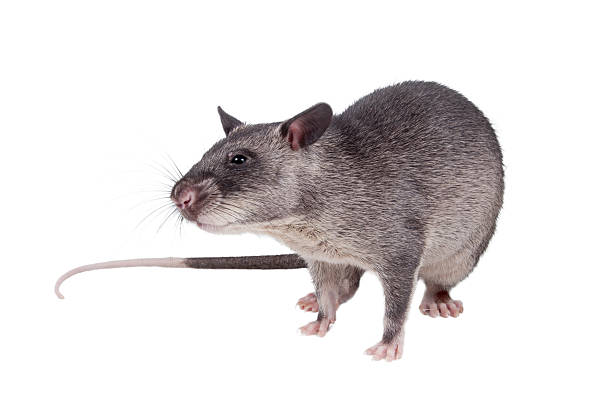 Gambian pouched rat, 3 month old, on white