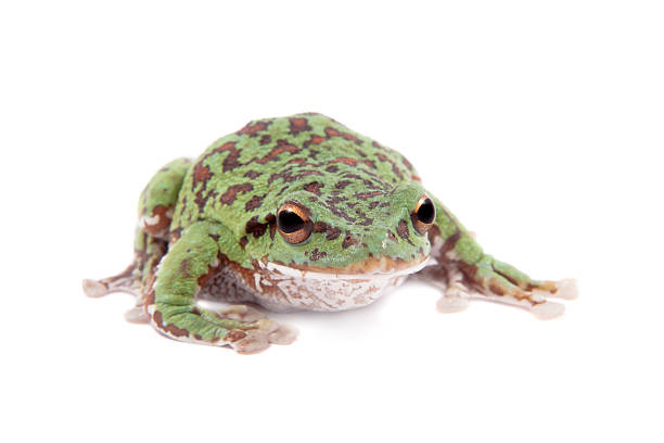 istock Japaneese forest green tree frog on white 547431624