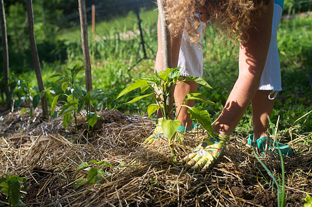 Covering plants with mulch Covering young capsicum plants with straw mulch to protect from drying out quickly ant to control weed in the garden. Using mulch for weed control, water retention, to keep roots warm in the winter and cool in the summer. erosion control stock pictures, royalty-free photos & images