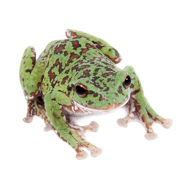 istock Japaneese forest green tree frog on white 547431734