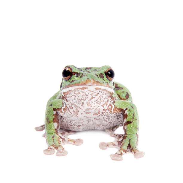 istock Japaneese forest green tree frog on white 547431756