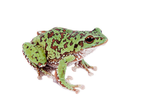 istock Japaneese forest green tree frog on white 547431770