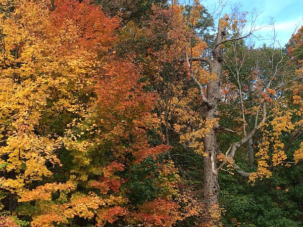 istock Mississauga,ON, Nature display near Credit River in Fall 547431952