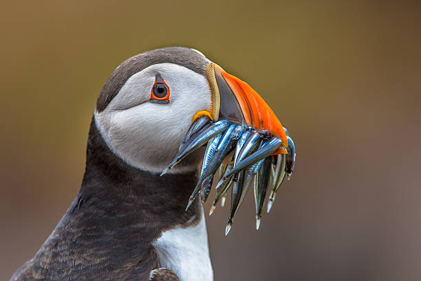 istock Puffin with beak full of eels 547432214
