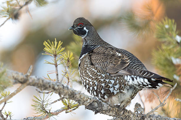 Spruce Grouse Wild Spruce Grouse perched on a pine branch in winter grouse stock pictures, royalty-free photos & images