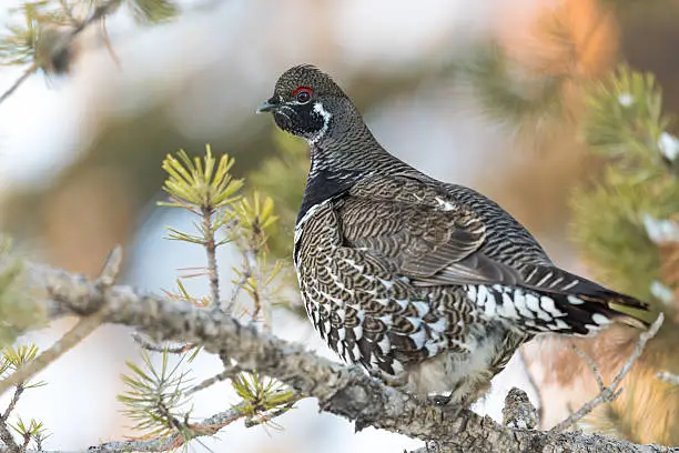 Wild Spruce Grouse perched on a pine branch in winter