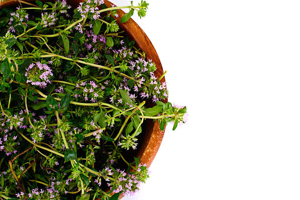 istock Flowers and Stems of Thyme 547432330