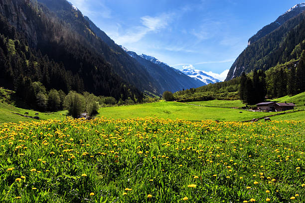 istock Idyllic mountain landscape in the Alps. Stilluptal, Austria, Tyrol. 547432378