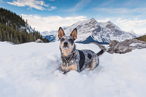 Blue Heeler Puppy playing in the snow in the mountains in winter, Kananaskis Country Alberta Canada