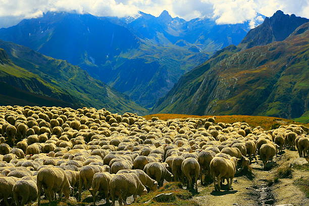 istock Flock of sheeps herd going down Aosta valley, Mont Blanc 547432780