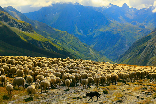 Flock of sheeps herds going down Aosta valley, Mont Blanc