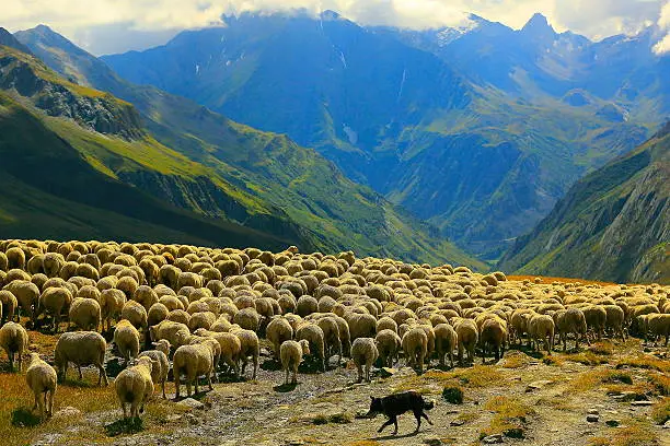 Photo of Flock of sheeps herds going down Aosta valley, Mont Blanc