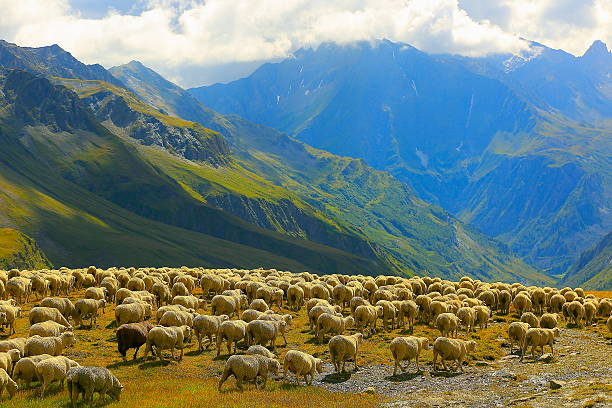 istock Flock of sheeps herd going down Aosta valley, Italian alps 547433530