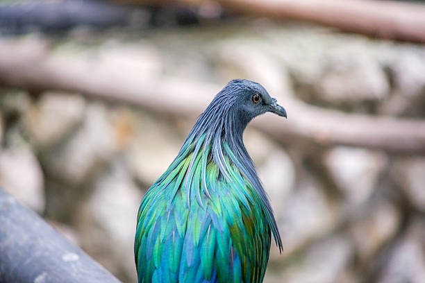 /id/547433658/photo/nicobar-p... /id/547433658/photo/nicobar-p...