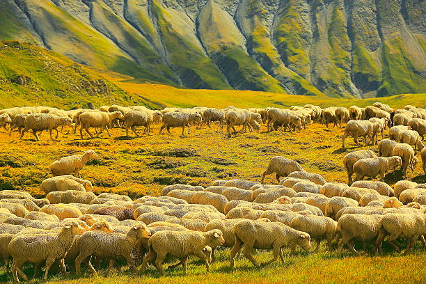 istock Flock of sheeps herd  marching going down Aosta valley meadows 547433866