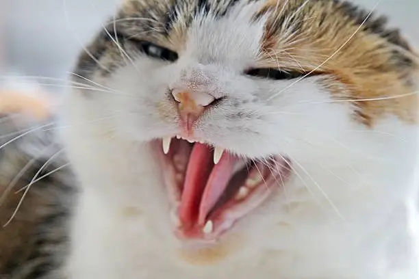 angry tricolour cat close up, cat is hissing and showing it's teeth