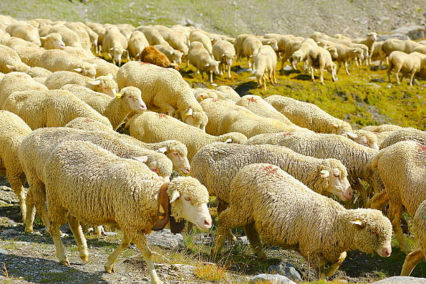 istock Flock of sheeps herd  marching going down Aosta valley meadows 547434228