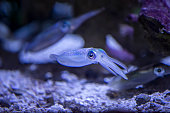 bigfin reef squid Fish