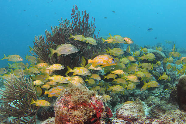 Caribbean Underwater7 stock photo