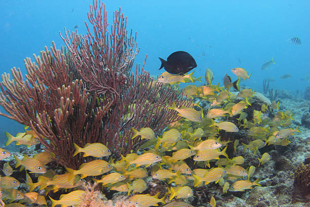 Caribbean Underwater8 stock photo