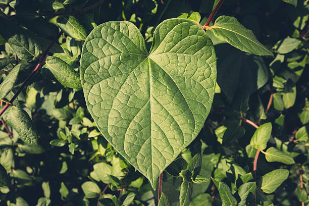 istock heart shape plant leaf , love nature 547434718