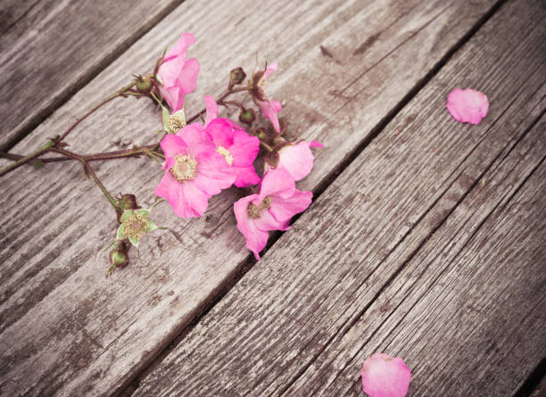 istock Pink Flowers and Petals on rustic old wooden table 547435370