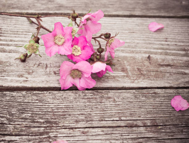 istock Pink Flowers and Petals on rustic old wooden table 547435390