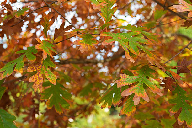 istock White Oak trees leaves turning into Autumn yellow shade 547435406