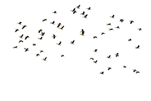 istock wood ducks waterbird flying on white background 547435452