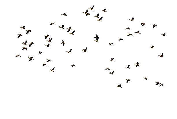 wood ducks waterbird ringed teal flying on white background