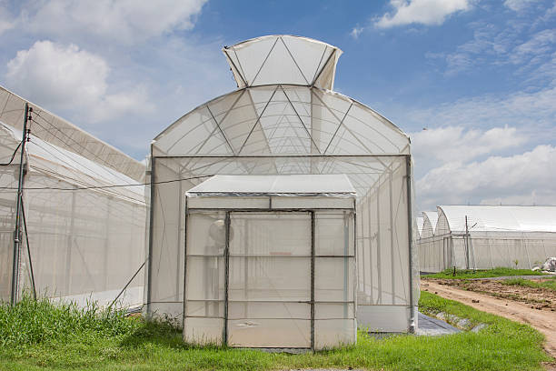 istock Greenhouse melon farm on blue sky background 547435524