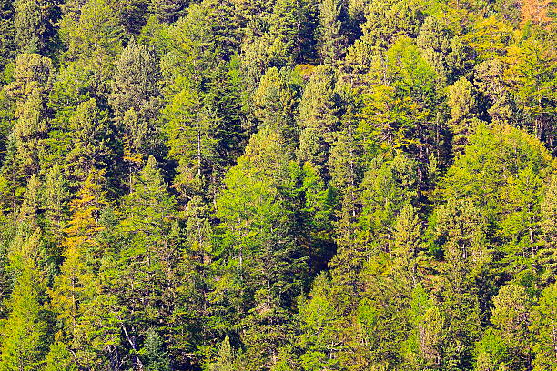 Pine trees green alpine woods, forest pattern background - Switzerland