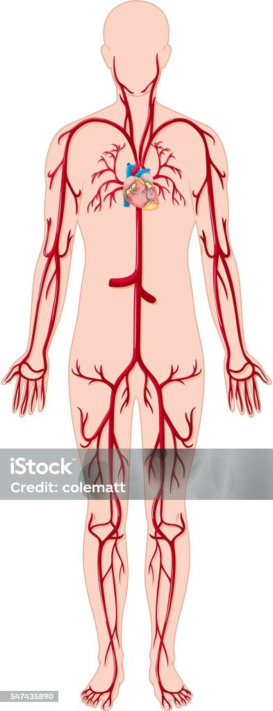 Mạch máu cơ thể người là hệ thống vận chuyển máu quan trọng nhất cho cơ thể. Nếu bạn muốn biết thêm về công năng và cách hoạt động của mạch máu, hãy xem ảnh liên quan đến từ khoá này.