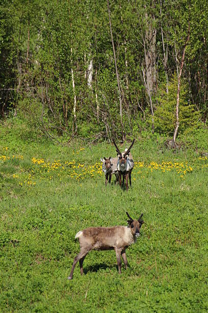 istock Herd of reindeers on a meadow in Sweden 547436484