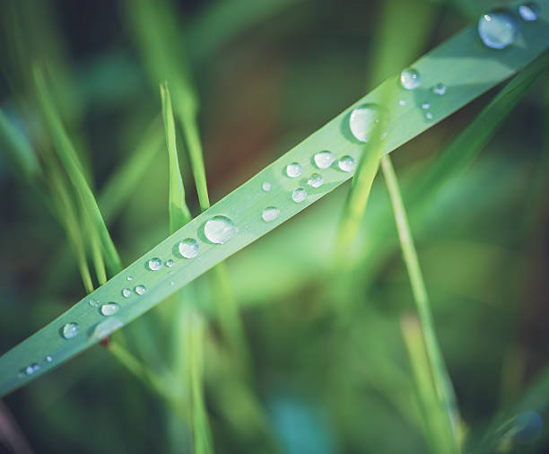 A stock photo of water droplets on a blade of grass. Photographed using the Canon EOS 5DSR and the Canon 100mm f2.8 IS L lens.