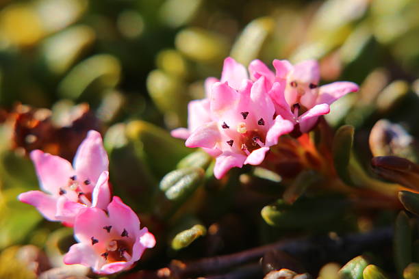Blossoms of the alpine azalea (Kalmia procumbens).
