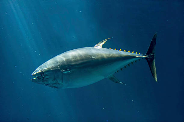 Tuna Fish Bluefin Tuna, Close-up, Sea, Animal, Full Length toro zamora stock pictures, royalty-free photos & images