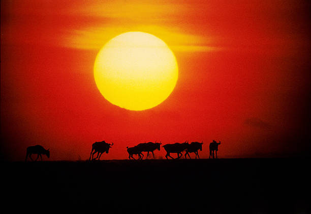 istock Wildbeast migration at sunset, Masai Mara, Kenya 547438146