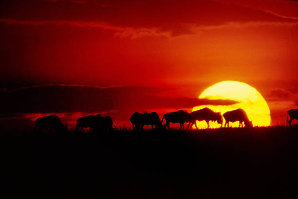 istock Wildbeast migration at sunset, Masai Mara, Kenya 547438160